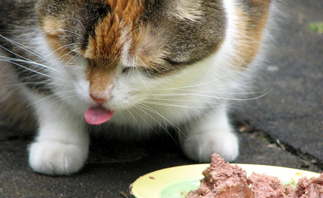 Que peut-on donner à manger à son chat ?